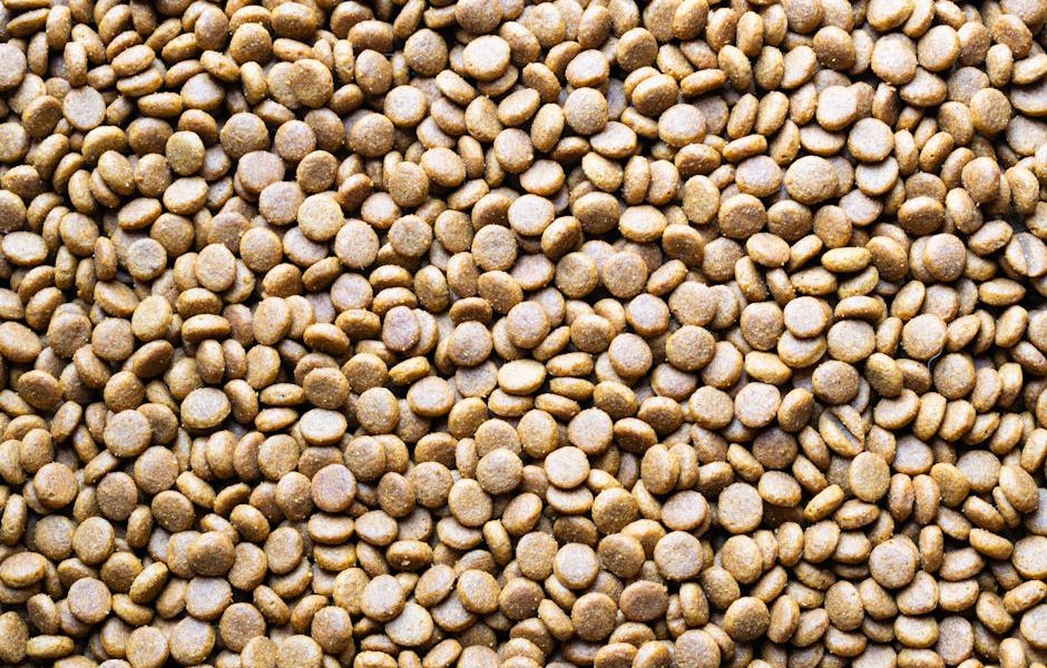 Avis sur les chaudières à pellets : efficacité, économies et confort